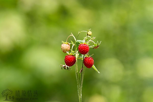 爱情中的低三下四：如何避免成为感情的牺牲品